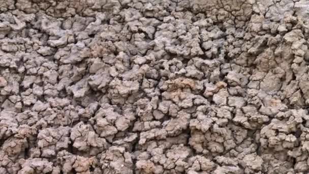 Torr Clay Desert Structure Bakgrund Abstrakt Brun Bakgrund — Stockvideo