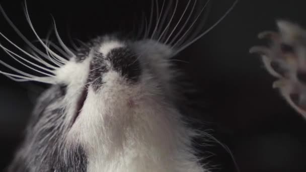 Ένα Χαριτωμένο Κοντινό Πλάνο Του Ένα Μαύρο Και Άσπρο Γάτα — Αρχείο Βίντεο