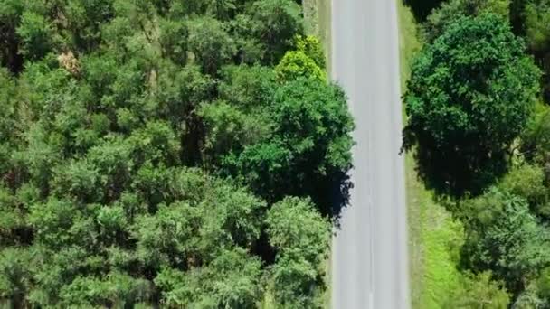 Foto Aérea Una Pista Carretera Medio Frondoso Bosque Verde Naturaleza — Vídeos de Stock