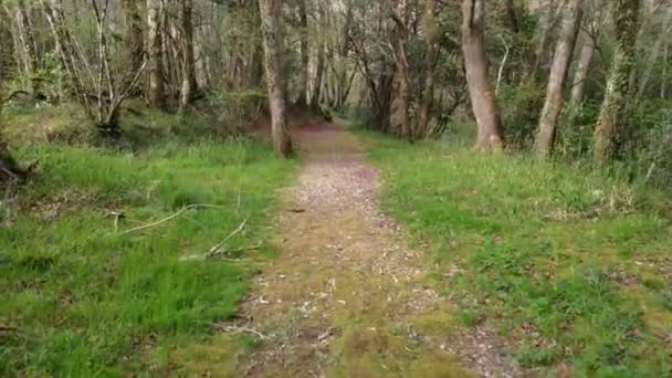 Chemin Terre Avec Herbe Très Verte Sur Sentier Randonnée Long — Video