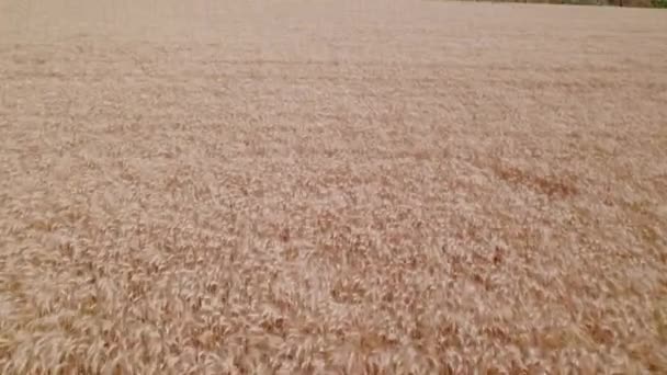 Воздушные Беспилотники Смотрят Зрелое Пшеничное Поле Поднимающееся Горизонту Открывая Зеленые — стоковое видео
