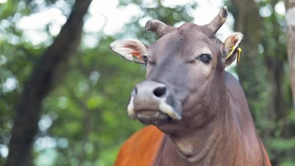 一个固定的镜头集中在一头棕色奶牛的脸上 同时凝视着并在该地区徘徊 这种牛通常被称为水牛或褐牛 他们有更好的嗅觉 — 图库视频影像
