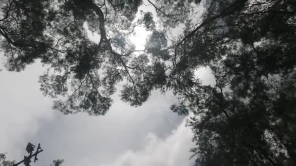 Güzel Berrak Gökyüzü Yeşil Ağacın Üst Görüntüsü Güneş Işığı Ağaçlardaki — Stok video