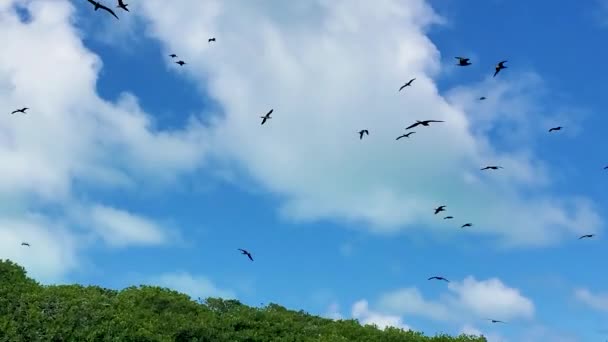 Herde Braune Tölpel Seevögel Fliegen Und Suchen Geringer Höhe Über — Stockvideo