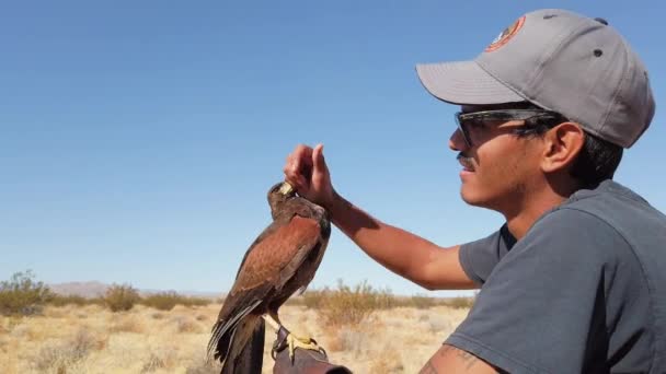 Young Man Falconer Trainer Strokes Rewards Domesticated Falcon Hawk — Stock Video