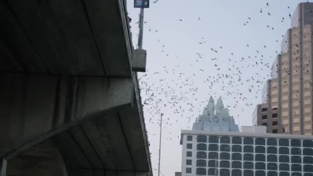 Swarm Bat Austin Texas Fly Front Downtown High Rise Skyscrapers — Vídeo de Stock