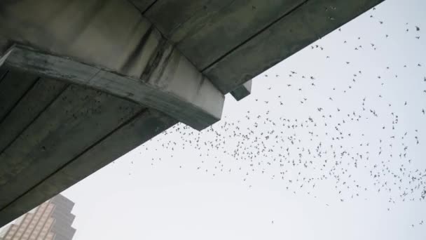 Pipistrello Migrazione Rallentatore Inclinazione Seguire Rallentatore Tramonto Crepuscolo Cielo Austin — Video Stock