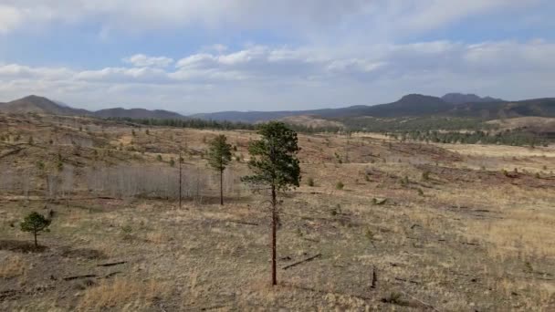 Lange Eenzame Dennenboom Grasveld Omringd Door Een Drone Het Pike — Stockvideo