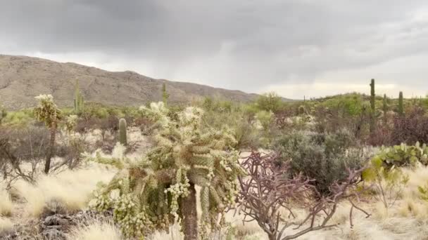 Крупный План Кактуса Чоллы Пустыне Аризона Называемый Прыгающий Кактус — стоковое видео