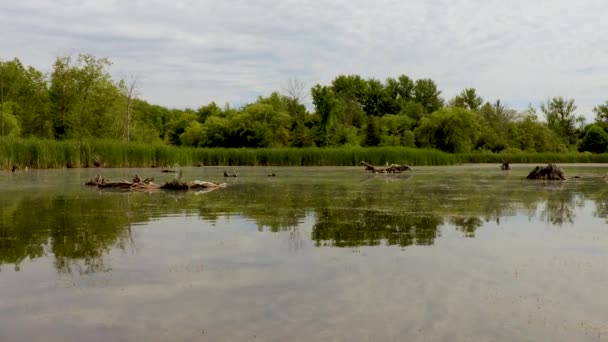 Гуси Вылетают Спокойного Искусственного Озера Поздней Весной — стоковое видео
