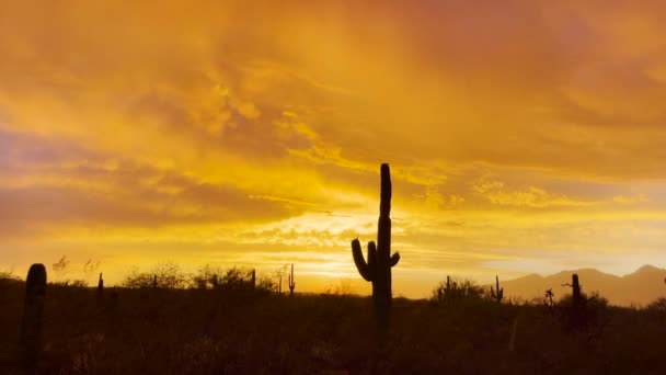 Arizona Sonoran Desert Sunset Silhouetted Saguaros Panning Shot — Vídeo de stock