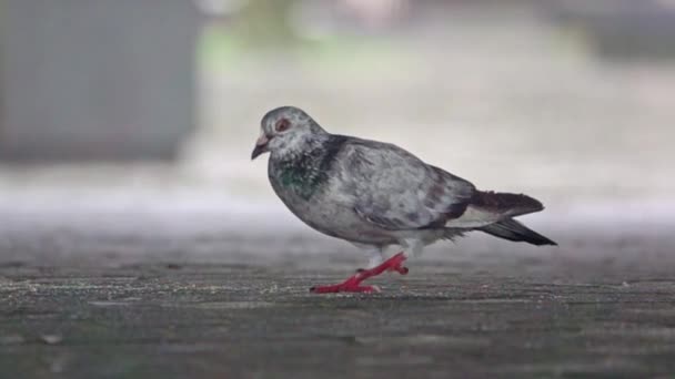 Pigeon Eating Street Walking Slow Motion — Vídeos de Stock