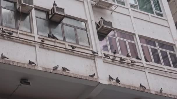 Дивовижний Вид Групи Птахів Сидить Зовнішній Стіні Будинку — стокове відео