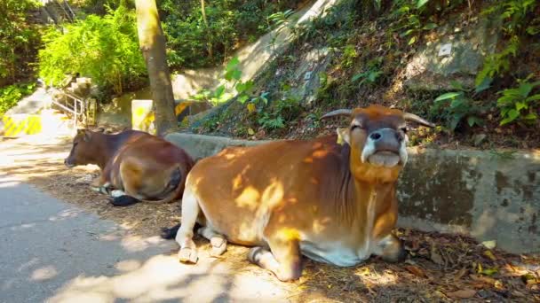 Stationary Footage Two Brown Cows Lying Resting Shade Tree While — Vídeo de Stock
