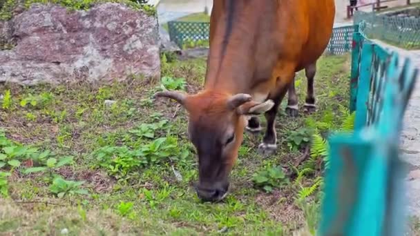 Stationary Footage Brown Cow While Eating Some Grass Area Wooden — Stockvideo