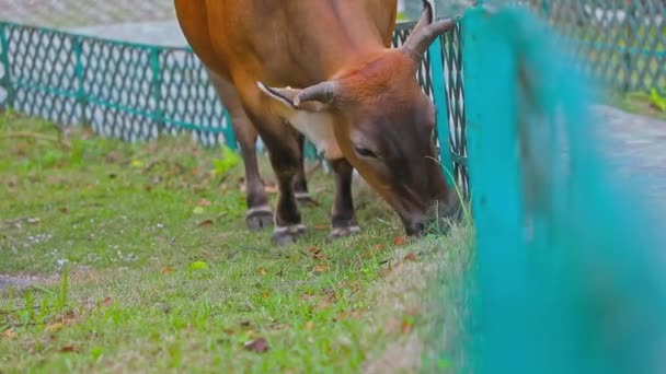 Stacionární Záběry Hnědé Krávy Kráčející Kousek Kousku Pojídající Trávu Prostoru — Stock video