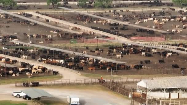 Vaquero Texas Acorrala Ganado Corral Operación Producción Carne Vista Aérea — Vídeos de Stock