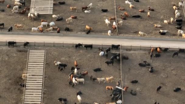 Confined Concentrated Animal Feeding Operation Cafo Usa Aerial View Livestock — Stock Video