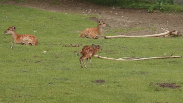 Family Sitatunga Resting Green Meadows Gdask Zoo Poland Medium Shot — 图库视频影像