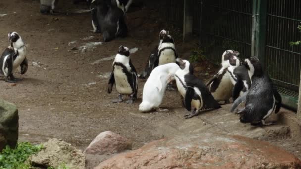 Kokosanka Albino Penguin Amongst African Penguins Gdask Zoo Poland Medium — Stock videók