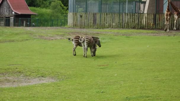 Zebras Giraffes Green Pasture Zoological Garden Gdask Pomeranian Voivodship Poland — Stock Video