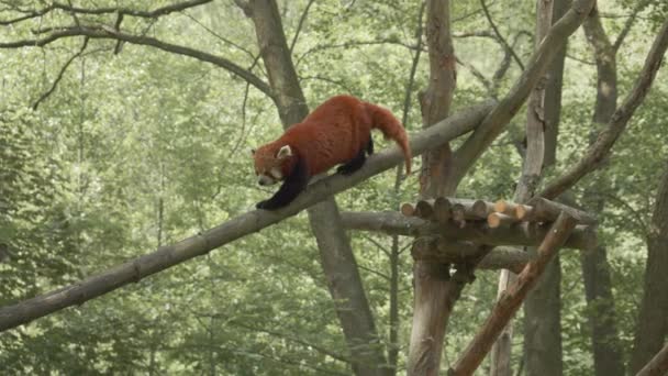 Adorable Panda Rojo Bajando Por Puente Troncos Hábitat Natural Zoológico — Vídeo de stock