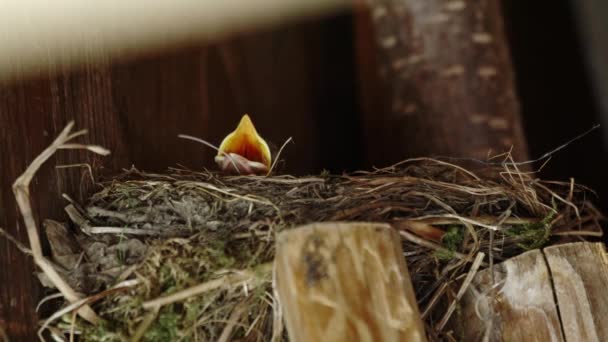 Little Blackbird Chick Looking Out Nest Waiting Food — ストック動画