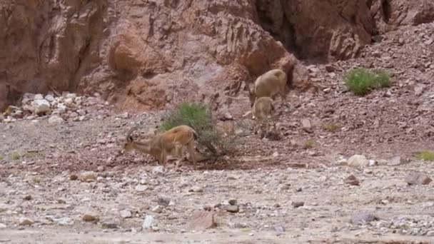 努比亚牛 Nubian Ibex 缩写为Capra Nubiana 是生活在中东山区的一种山羊 这个群体正在寻找食物 它们位于以色列的Eilat — 图库视频影像