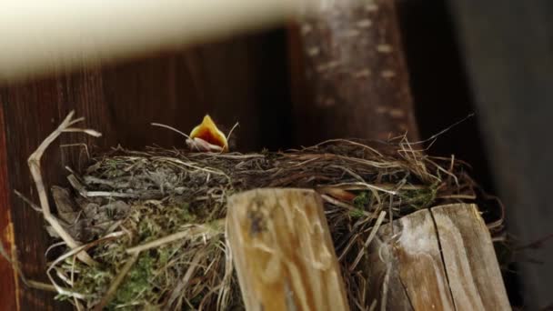 Hungry Little Blackbird Chick Falling Back Nest Waiting Food — Stock video