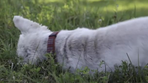 Cute West Highland Terrier Jogando Rolando Grama Verde Cão Coça — Vídeo de Stock