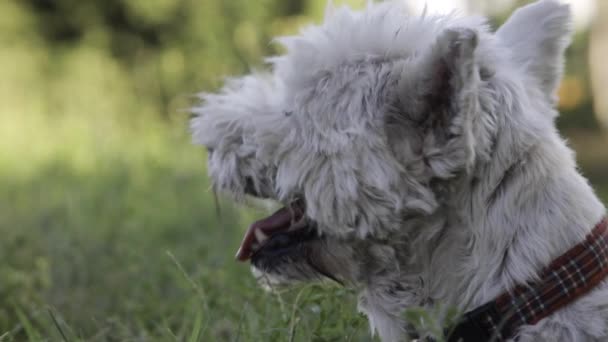 Güzel Yaşlı Beyaz Köpek Çayırda Dinleniyor Şirin Batı Skoçya Teriyeri — Stok video