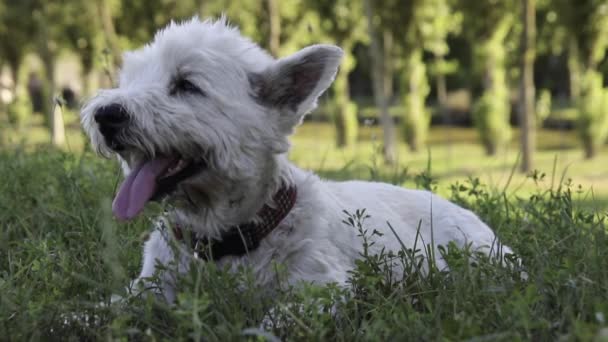 Cãozinho Feliz Desfrutando Tempo Ensolarado Cão Branco Velho Bonito Que — Vídeo de Stock