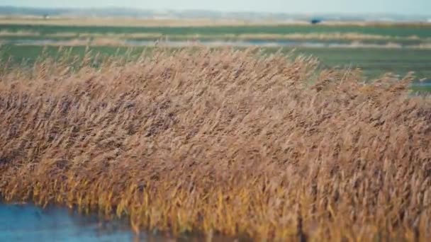 Ufer Wiegt Sich Trockenes Schilf Wind Zeitlupe Schwenk Nach Rechts — Stockvideo