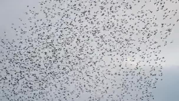 Massive Flock Small Birds Creates Various Shapes Patterns Pale Sky — Vídeos de Stock