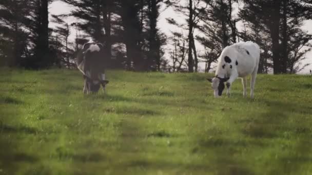 Two Black White Cows Grazing Lush Green Pasture Tall Dark — Stock Video