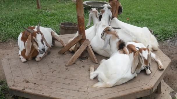 Uma Manada Cabras Está Sentada Enquanto Mastiga Comida — Vídeo de Stock