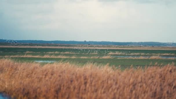 Dry Reeds Sway Wind Riverbank Slow Motion Pan Follow — Vídeo de Stock