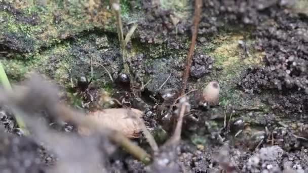 蚁巢被破坏后 携带蛹以保护它们的黑蚂蚁 黑蚂蚁 慢动作 — 图库视频影像