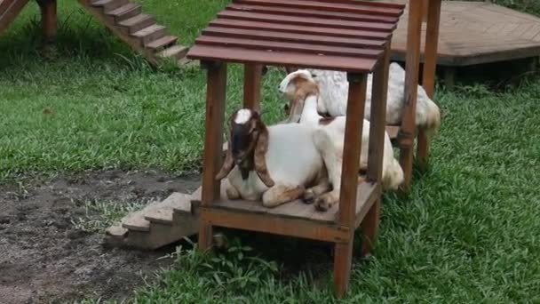 Herd Goats Sitting Houses While Chewing Food — стоковое видео