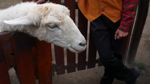 Hand Van Een Kind Voedt Een Schaap Boerderij — Stockvideo