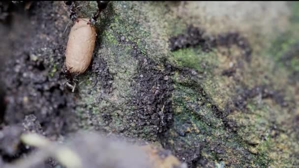 Black Ants Lasius Niger Carrying Large Pupa Protect Nest Disturbed — Vídeo de stock