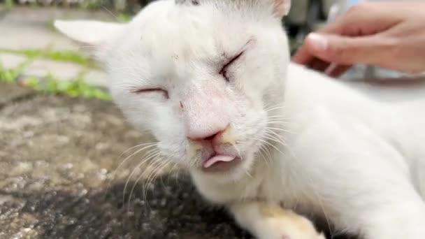 Sick Sneezing Stray Cat Runny Nose Snot — 图库视频影像