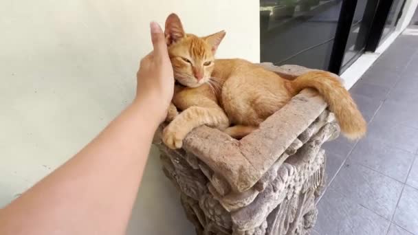 Petting Orange Tabby Cat Pet Ear Tipped — Stock videók