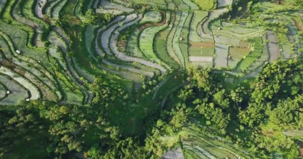 Aerial Top Skott Grönsaksplantage Dalen Och Täta Träd Central Java — Stockvideo