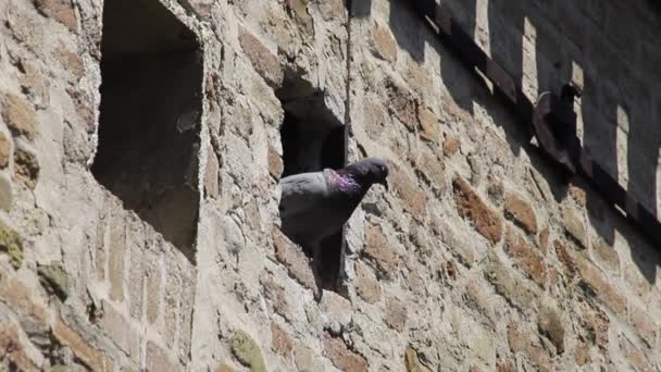 Pigeons Street Dirt Left Pigeons Cities Pigeons Row Ancient Stone — Stockvideo