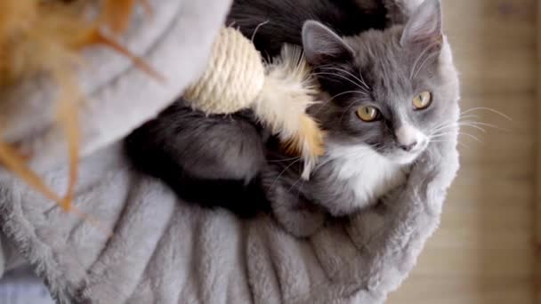 Yuvarlak Mobilyalarının Üzerinde Dinlenen Sarı Gözlü Gri Kediyi Yavaş Çekimde — Stok video