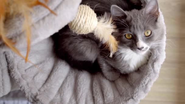 Vista Aérea Gato Gris Con Ojos Amarillos Descansando Sobre Mueble — Vídeo de stock