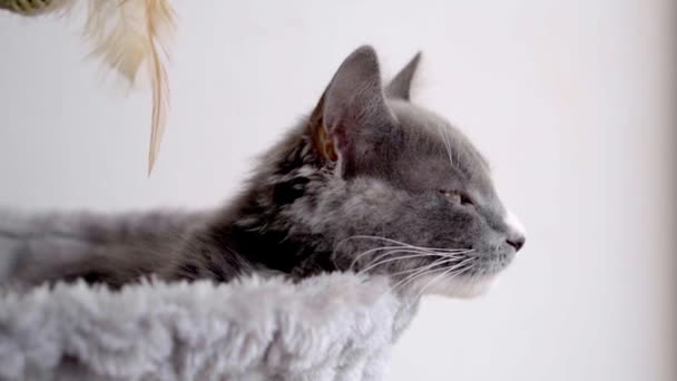 Zavřít Pohled Tvář Šedé Kočky Bílými Tečkami Žlutýma Očima Dívající — Stock video