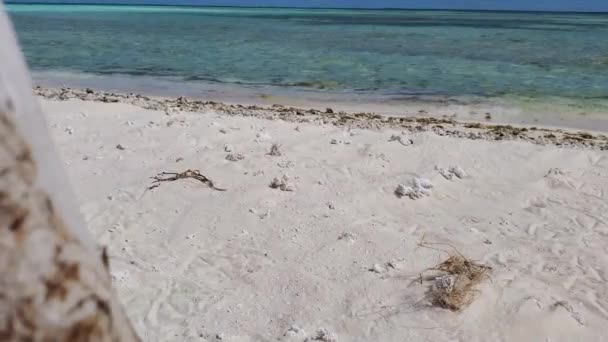 砂州の白い砂浜の前の海の上にドライトランクスタンドロスRoques クローズアップパン左 — ストック動画