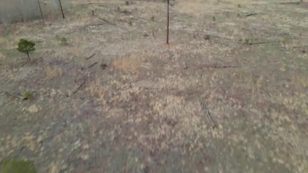 Inclinação Aérea Para Cima Vista Pinho Solitário Campo Grama Floresta — Vídeo de Stock